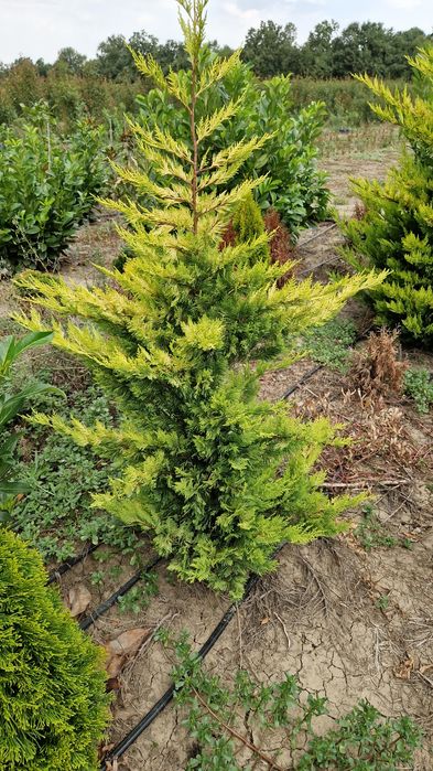 Leylandii Gold Rider de la producator