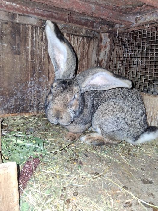 Vind 2 Mascul Urias German