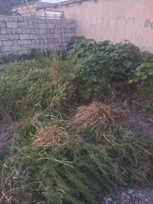 Сиыр койлар гаШоптер бар малдарга