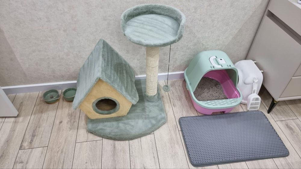 Котёнок вислоухий (Scottish Fold)