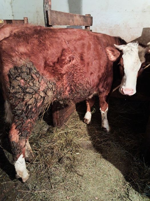 Vând juninca baltata