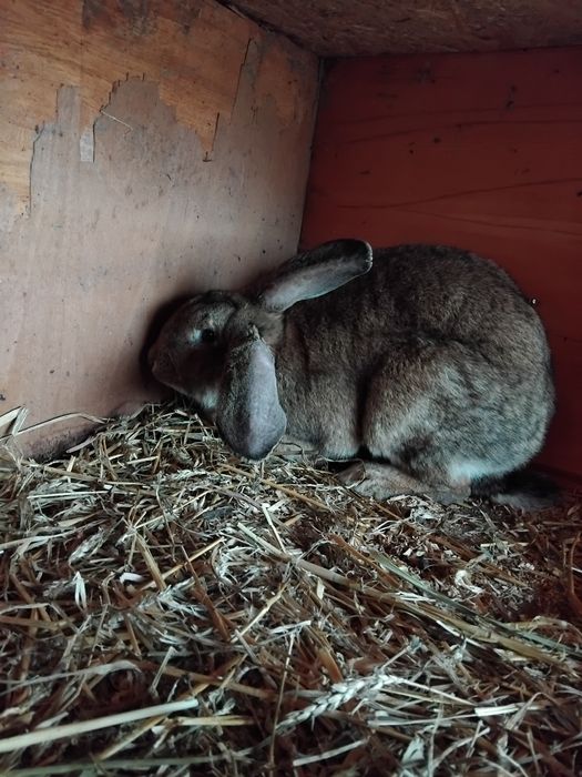 Iepuri uriaș german