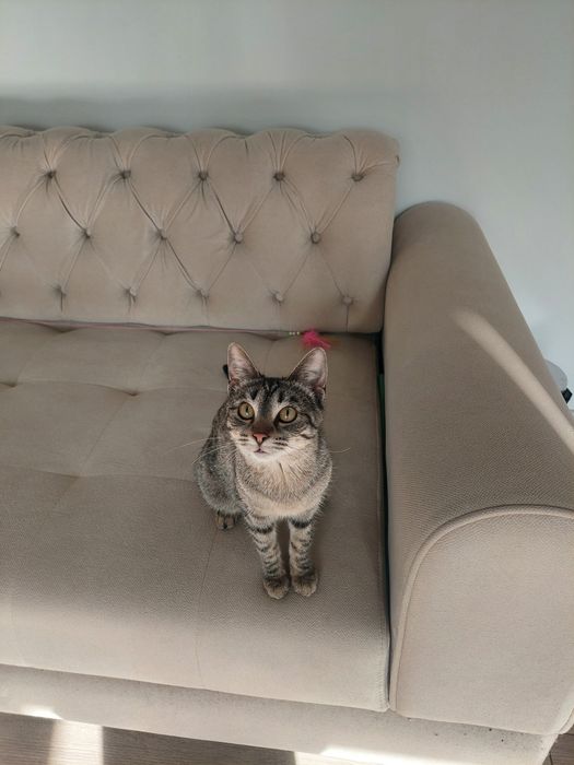 Котенок девочка стерилизованная