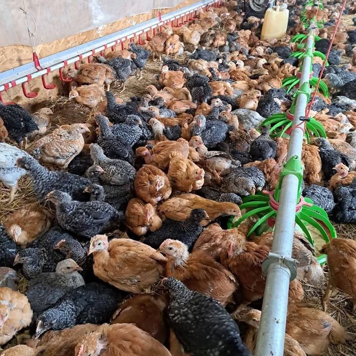 Ferma Puii rasă mixta și puii albi de carne prima serie