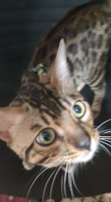 Недорого. Чистокровный, умный бенгал, 2 года.