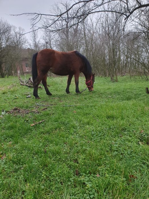 Vand iapa cu caruta la pachet