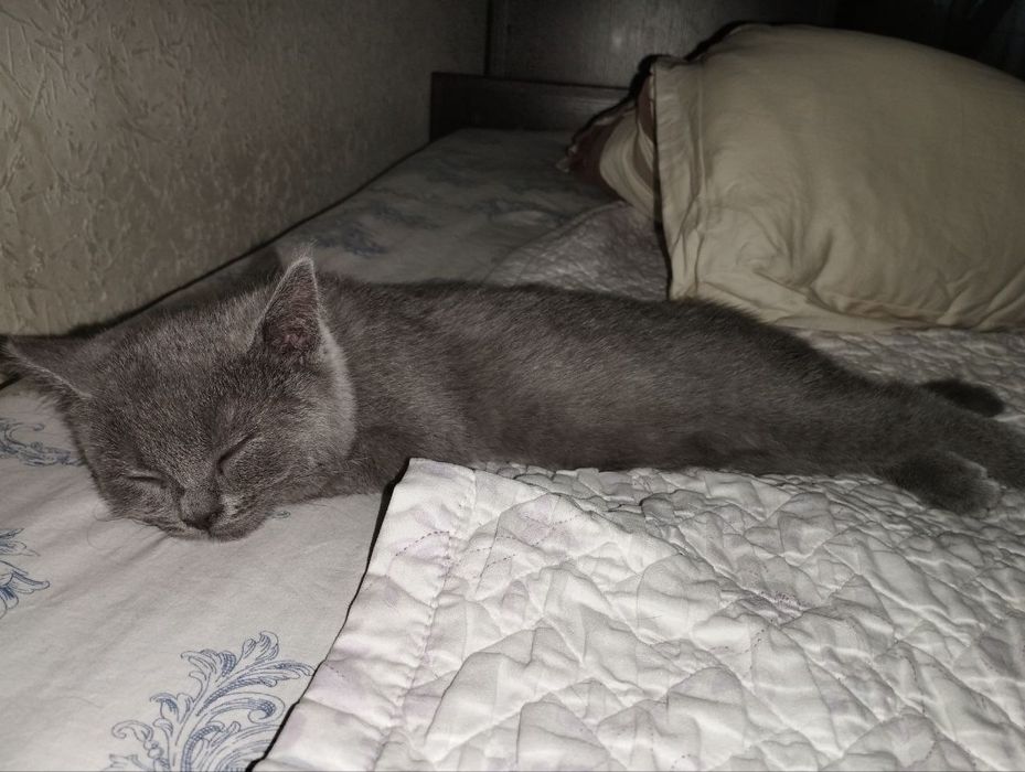 Продается Scottish fold