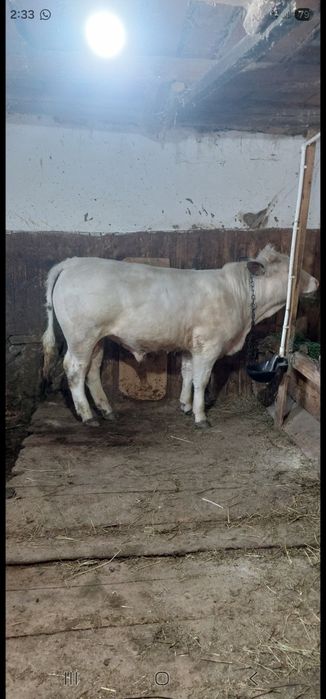 Vaca la a 3a fătare