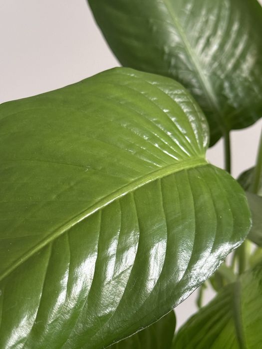 Продам большие комнатные цветы