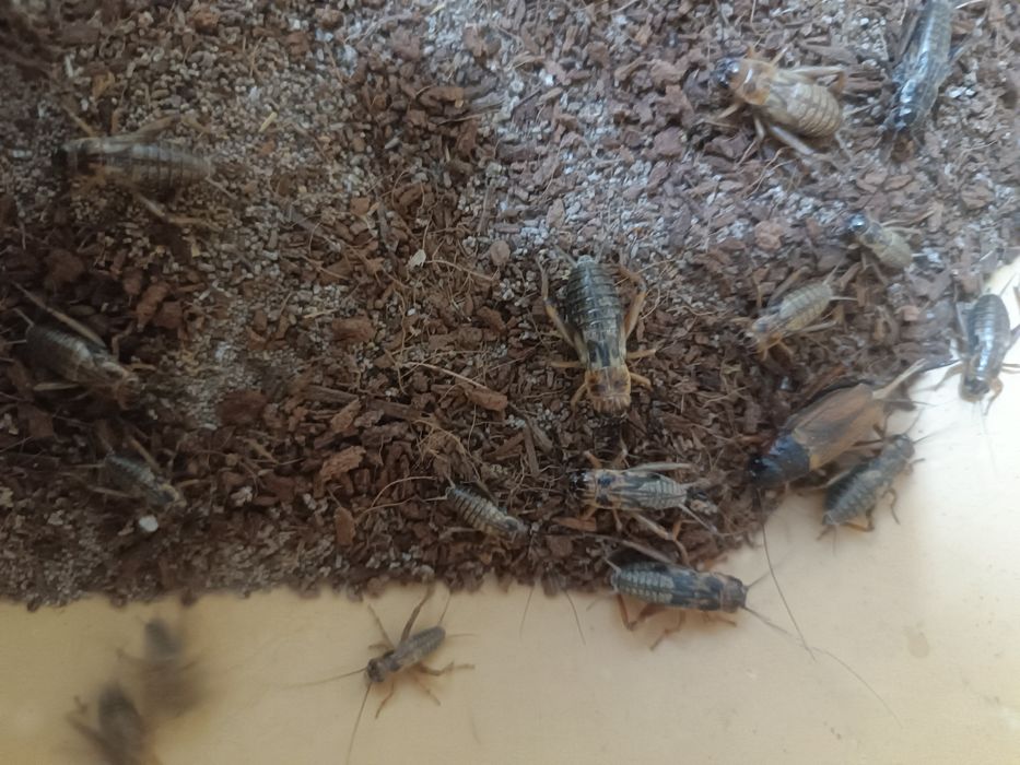 Продаётся чёрные сверчки