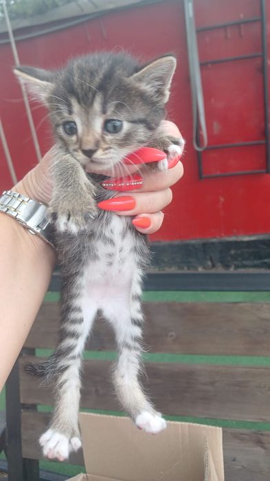 Отдам котёнка а добрые руки