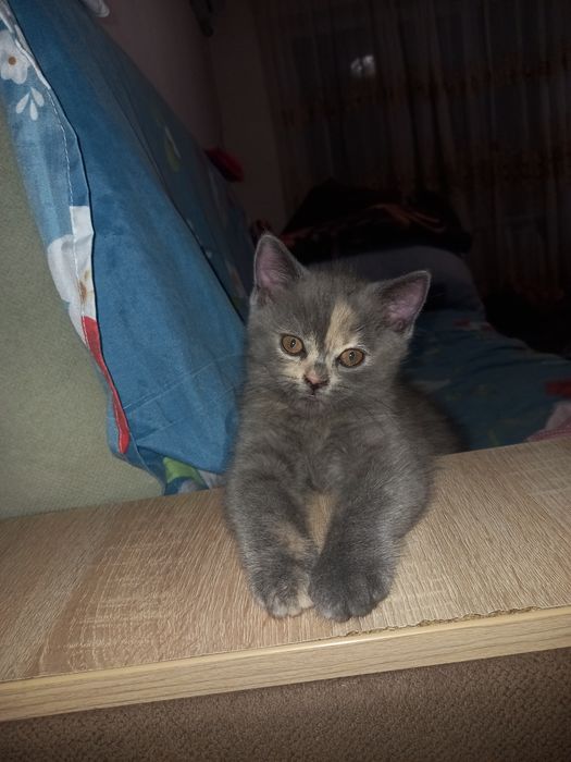 Продам котёнка скоттш страйт девочка