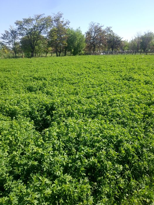 Продаю Семена Люцерны (Меркенский район)