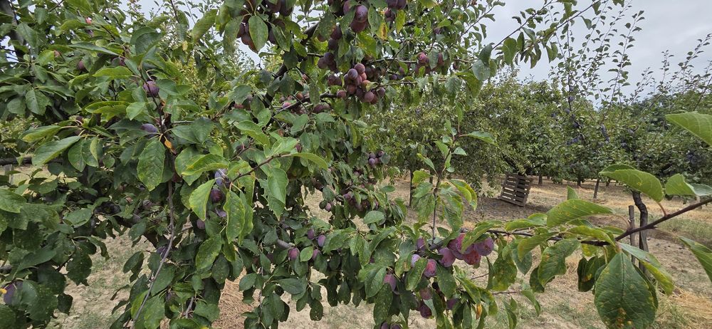 Prune de vanzare