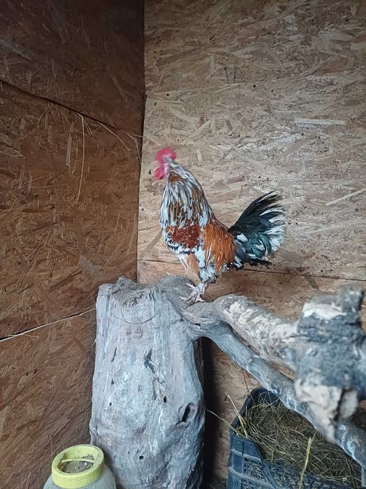 Cocoș american de casa