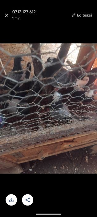 Porumbei  de vânzare