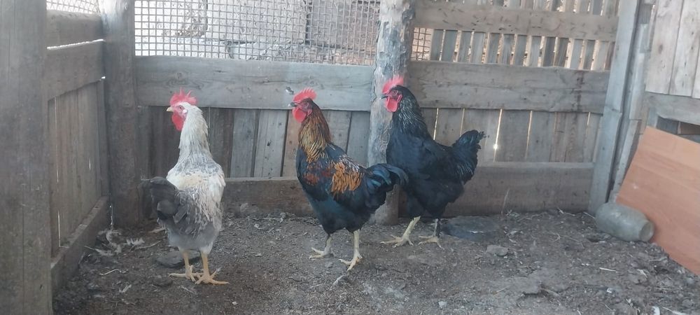 Продам петухов молодых