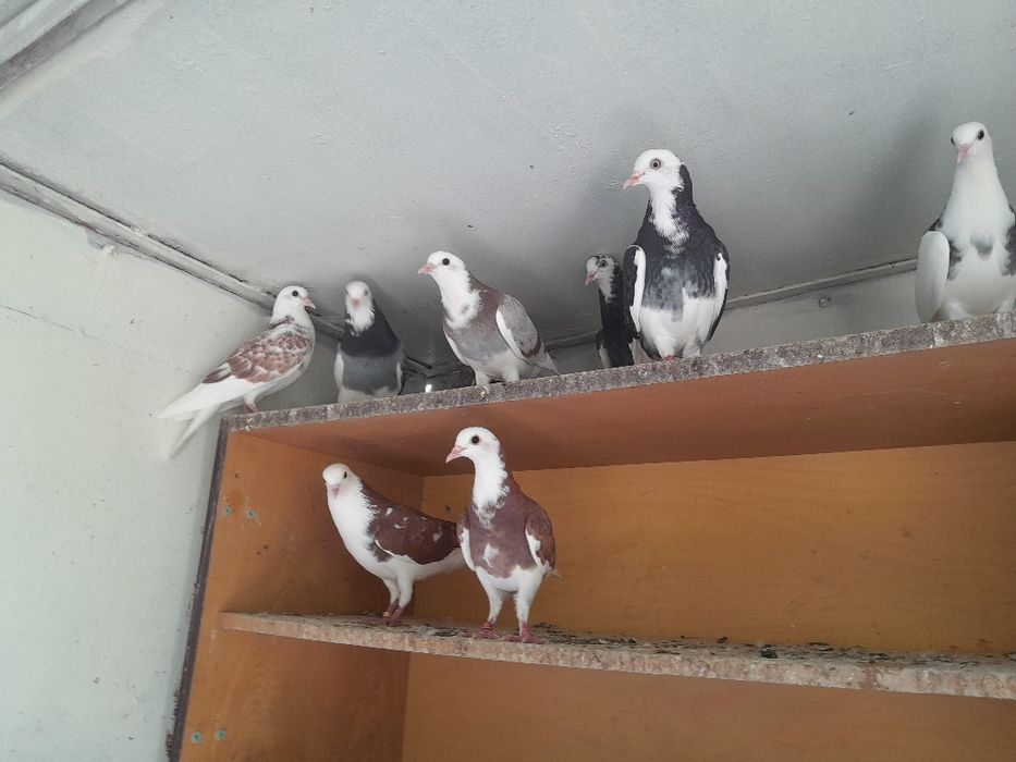 Продавам бирмигански гълъби на върнете