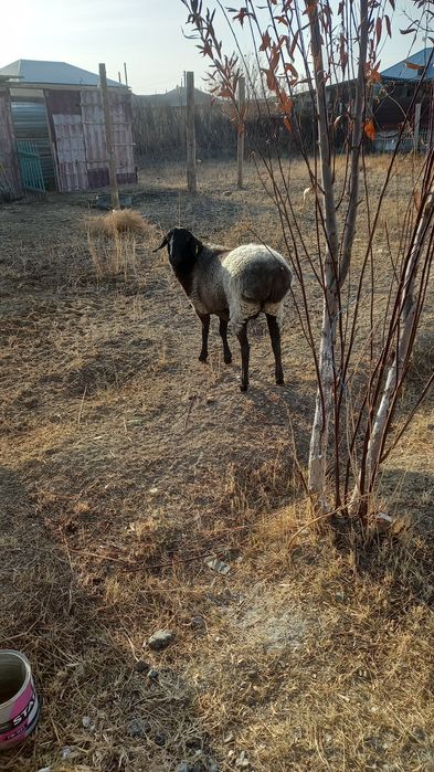 Қой сатамын жақсы бағамен