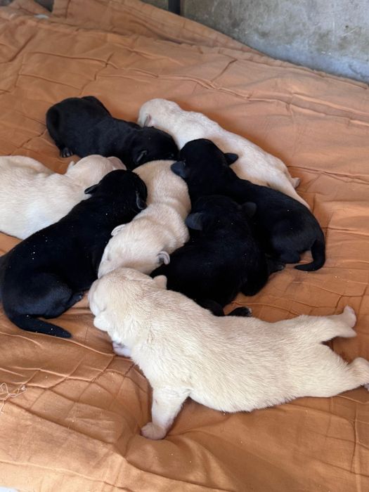 Лабрадор ретривера щенки