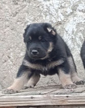 Алабай щенок крупный