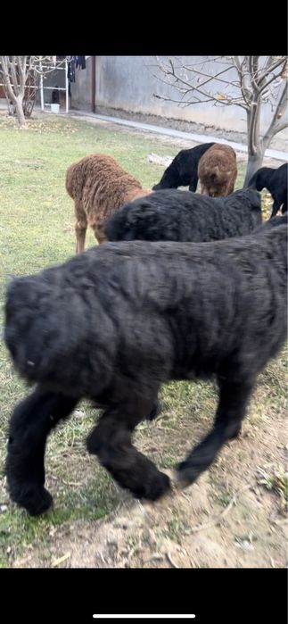 Qozichoqla sotiladi zoti husori