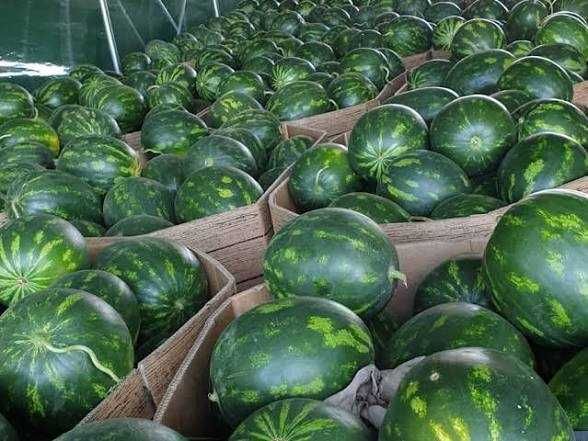 Pepeni cantități mari