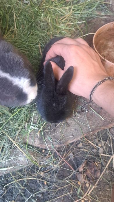 Iepurași berbec german pitic (mama e cea din poză)
