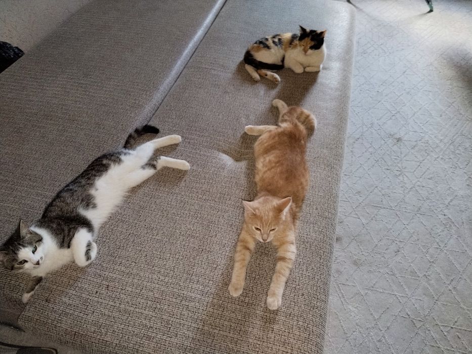 Отдам Котов в добрые руки