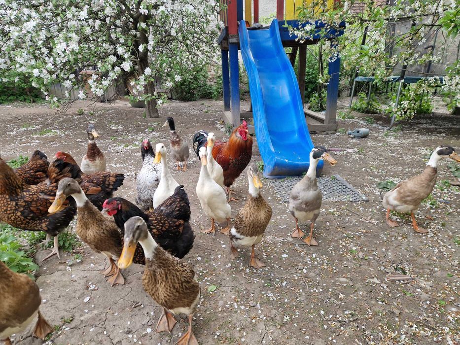 Vand Rate Indiene Alergatoare bune culegatoare de melci limax limacsi