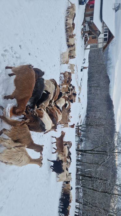 Vând turma de capre