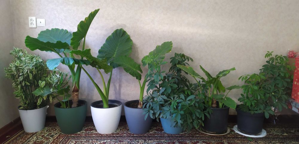 Цветы комнатные домашние