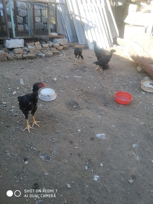 Дакан жужалар хайит 3 Чи куни чиккан Шамо ва карейц пародала