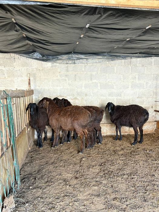 Қозы кошкар баран овцы