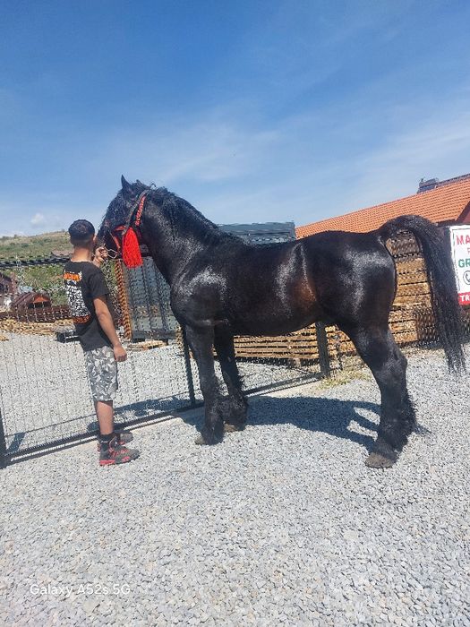 Armasar  de vânzare