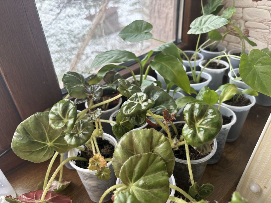 Цветы комнатные