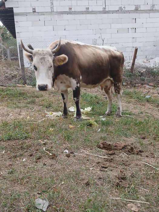 Vand vaca tanara getanta in6 luni