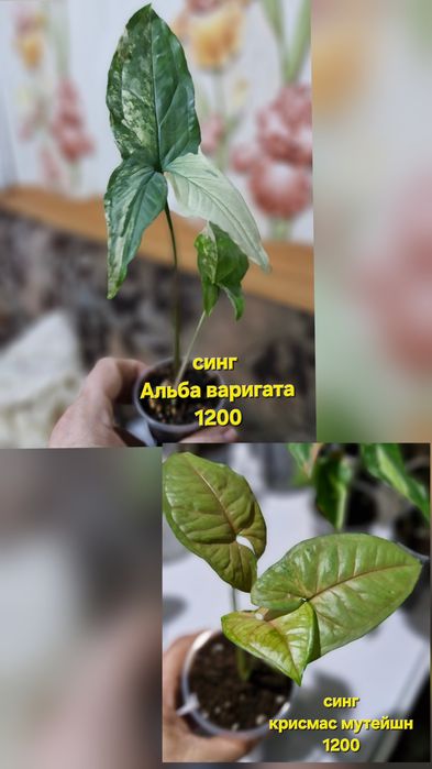 Комнатные растения в продажу