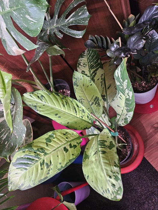 Продам комнатные растения