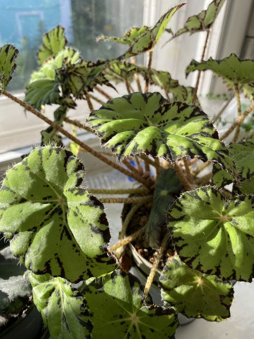 Продам недорого цветы