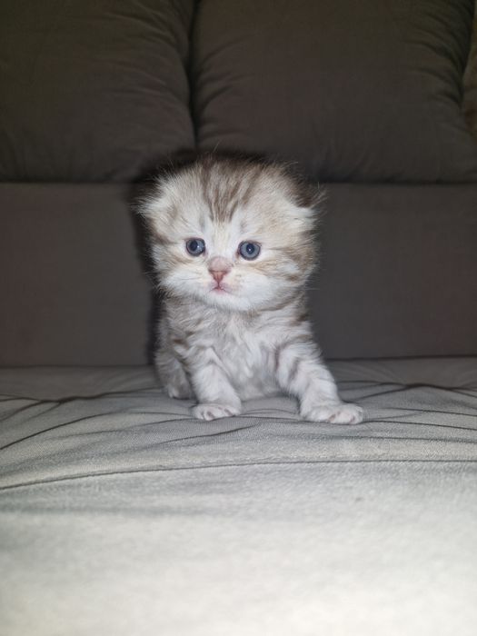 Шотланские котята чистокровные.