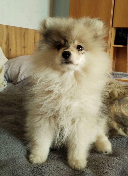 Щенок немного шпица