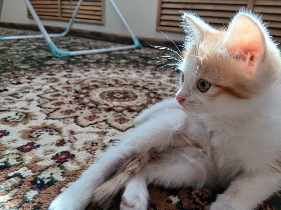 Котенок-рыжие котята