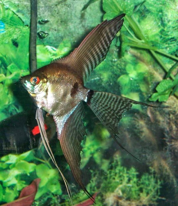 Продам скалярии Пиной Нибиру