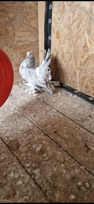 Porumbei votați indieni de vânzare 100lei bucata  tratați și vaccinați