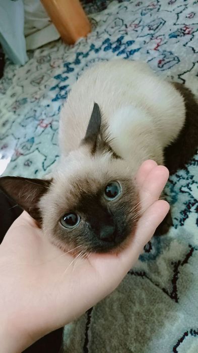 Сиамская маленькая  кошка