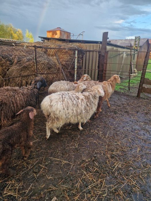 Продам овцу. Откормленная.