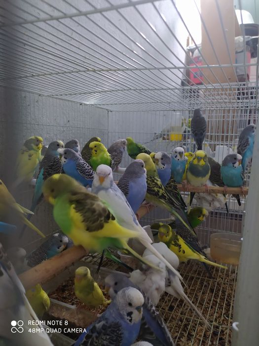 Попугай волнистые