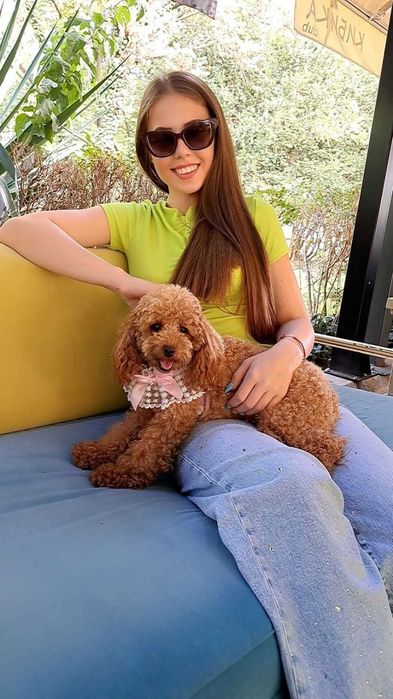 Той пудел,родители с Fci Родословие