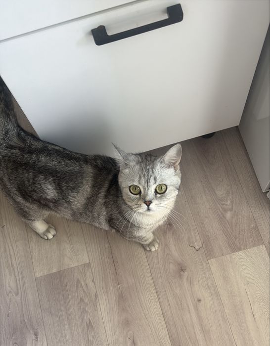 Отдаю в доброе руки кошку